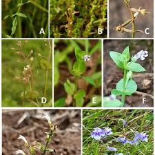 Image result for Linderniella gracilis