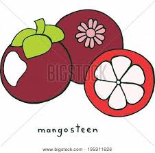 Tropical travel seamless pattern color vector illustration tropical fruit paper for. Mangosteen Fruit Vector Photo Free Trial Bigstock