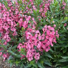 Image result for Angelonia