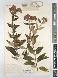 Image result for Bothriocline longipes