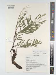 Image result for Elephantorrhiza goetzei