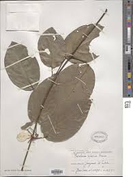 Image result for Triclisia