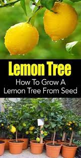 How To Grow A Lemon Tree In Your Own Home What S Better Than A Picking A Fresh Lemon From Your Own Lemon Tree From Seed How To Grow Lemon Growing