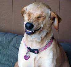 Dogs Caught Mid Sneeze