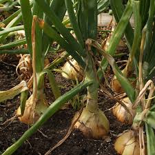 Sep 19, 2019 · planting green onions is as simple as poking a shallow hole into the soil. The Secret To Big Homegrown Onions Finegardening