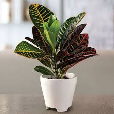 Image result for Croton