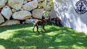 Maybe you would like to learn more about one of these? Las Vegas Lawn Alternative Starcarpetlv