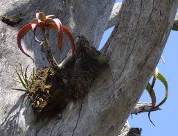 Image result for Aloe ribauensis