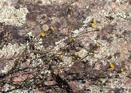 Image result for Erigeron steudelii