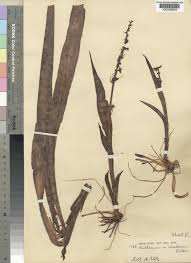 Image result for Chlorophytum colubrinum