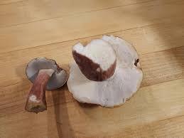Image result for Boletus separans