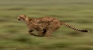 What Job Should You Have Animals Animals Wild Animal Attack
