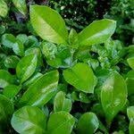 Image result for Streblus