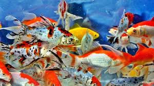 Salah satu kegagalan dalam memelihara ikan hias air tawar yaitu orang yang memelihara. 5 Cara Budidaya Ikan Mas Komet Di Akuarium Ilmubudidaya Com
