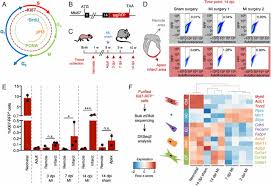 profiling proliferative cells and their progeny in damaged