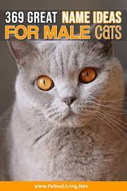 Felineliving Net Cute Cat Names Kitten Names Boy Boy Cat Names