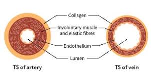 It will generate a textual output indicating which elements are in each intersection. Wiring Diagram And Flowchart Simple Diagram Of Veins And Arteries