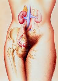 Scientific medical illustration of human body organs. Artwork Of Hirsutism Of A Woman S Body Photograph By John Bavosi