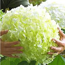 Hortensien Schneiden So Wird S Gemacht Hortensien Garten Freiland Hortensie Garten Pflanzen