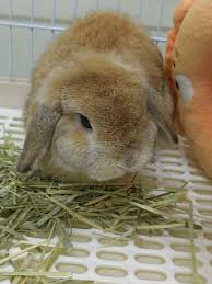 Hi everyone. Seeking some advice. Does anyone send your bunny to Zen animal  at Subang for neutering? My bunny is 1 year old now.. And yes.. he has been  very "gatal "