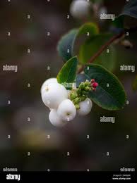 Image result for Snowberry White 1986 Currys