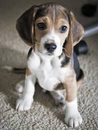 Browse 3,987 beagle puppies stock photos and images available, or search for group of beagles or boxer dog to find more great stock photos. Furry Babies Will Have You Beggin For Our Beagle Puppies Furry Babies