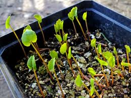 Fill the pots with growing medium. 15 Myths About Seeds And Seed Germination Garden Myths