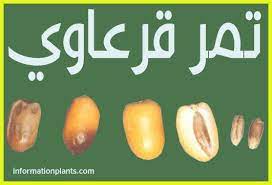 pin on قسم الفواكه
