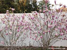 As well, in winter when the tree is bare, the ugly cut branches would be in clear sight, spoiling the view of the sea beyond. Magnolia Jane You Absolutely Need This Stunning Flowering Tree Garden Sanity By Pet Scribbles