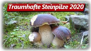 Für pilzsammler gibt es spezielle pilzmesser, welche eine bürste am ende haben. Steinpilz Wahnsinn Teil 1 Speisepilze Sammeln Im September Youtube