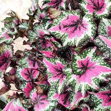 Image result for Begonia nyassensis
