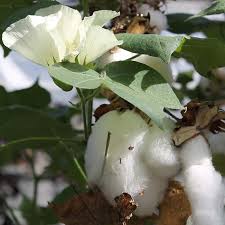 Image result for Gossypioides