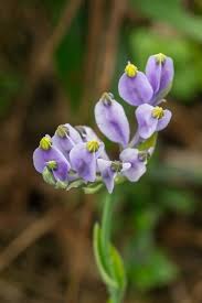 Image result for Burmannia