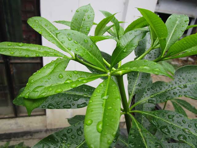 ছাতিম