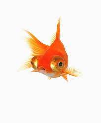 Goldfish With Big Eyes Photograph Goldfish With Big Eyes Fine Art Print Goldfish Big Eyes Big Eyed Fish