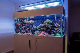 Best Led Lighting For Reef Tank 2020 Are Your Corals Dying Timeline Pets