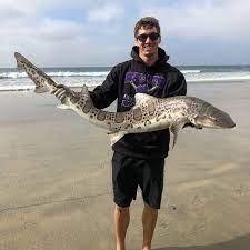 Though they are a bit wary of humans. Fall And Winter Leopard Shark Fishing Surf Fishing San Diego