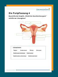 1 8 weibliche geschlechtsorgane ovar, katze, he corpus luteum menstruationis, he. Weibliche Geschlechtsorgane