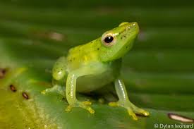 Image result for Eulophia arenicola