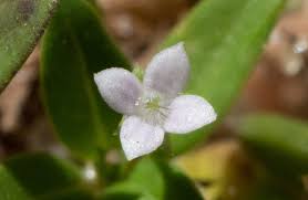 Image result for Oldenlandia corymbosa