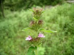 Image result for Clinopodium simense