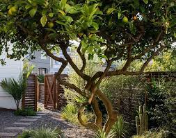 Image result for Pittosporum