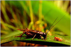 It may surprise you which of these virtual phone systems is cheaper why should you choose mightycall over grasshopper? News Feature Probing The Limits Of Evolutionary Rescue Pnas