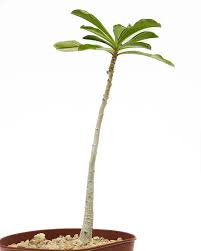 Image result for Adenium swazicum