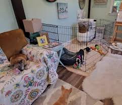 Most owners i know feel. Crate Training Your Deaf Dog Deaf Dogs Rock