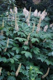 Image result for Hippocratea parviflora