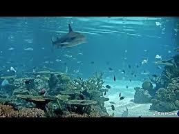 Pin On Shark Week