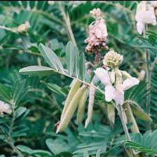 Image result for Tephrosia vogelii