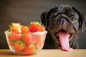 Peaches usually go moldy faster than other fruits, so check well before eating and don't consume any fruit that has signs of mold or rot. Can Dogs Eat Strawberries Apples And Grapes