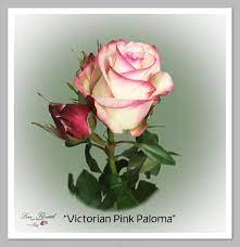 Ecuador forever offers a range of over a hundred colors and special effects in five sizes (baby, classic, large, xl, xxl). Ecuador Rosen Von Liza Floristik Rosen Ecuador
